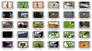 Video-Collection-3